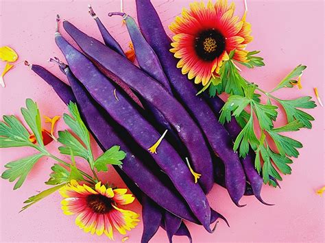 Purple Snap Beans