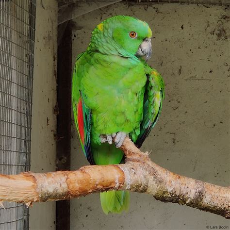 Amazona Auropalliata