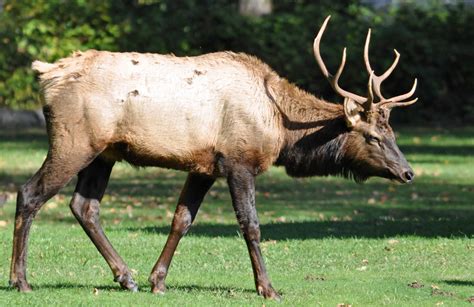 Elk Grove Unified Calendar - prntbl.concejomunicipaldechinu.gov.co