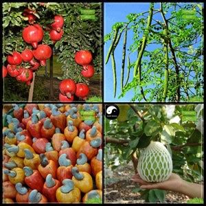 WILLVINE ™Pomagranate Dwarf, Drumstick, Cashew Seed, Giant Guava Tree ...