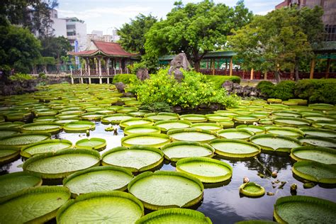 Giant Lily Pads