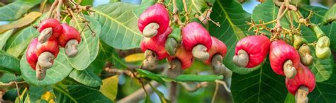 Kaju Tree for Home Gardening – Cashew Plant That Can Be Grown in Pot ...