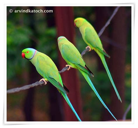 Lifespan Of Indian Parrot
