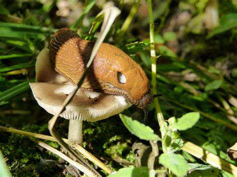 Free Images : nature, forest, grass, flower, moss, wildlife, food, insect, mushroom, eat, flora ...