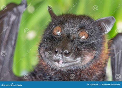 Cute Fruit Bat