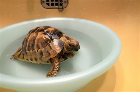 Image result for Cleaning Turtle Shell