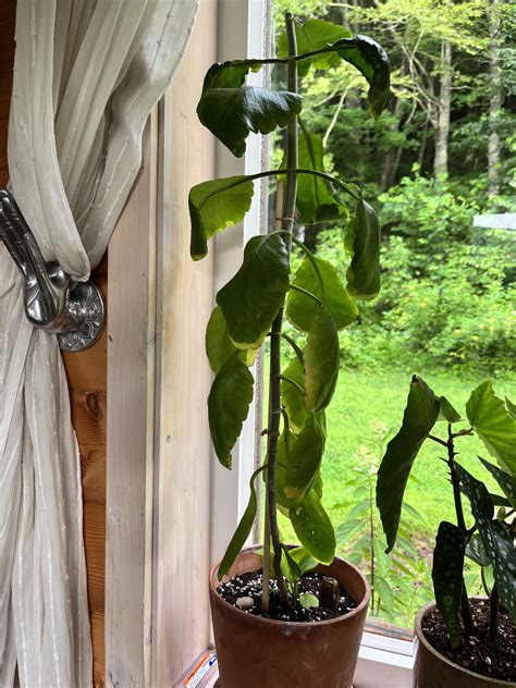 Bryophyllum pinnatum “leaf of life” plant yellowing leaves getting soft ...
