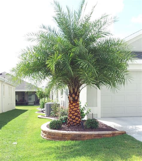 Palm Tree Landscaping Ideas - Sylvester Palms AAA Totv Palm