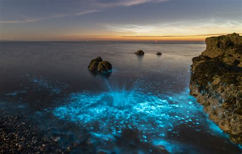 Bioluminescent Plankton Locations