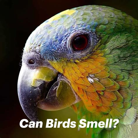 Do Pet Birds Smell at Christine Voss blog