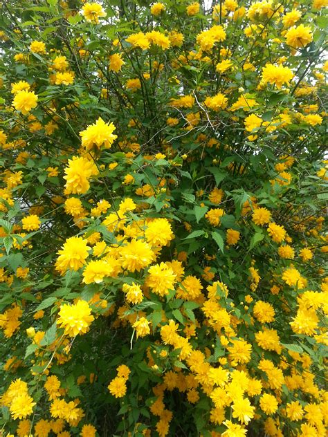 Free Images : nature, flower, produce, evergreen, botany, yellow, flora ...