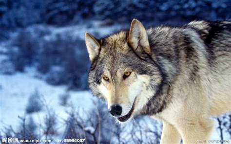 強くて賢い！『狼』の美しい高画質な画像まとめ！ | 写真まとめサイト Pictas