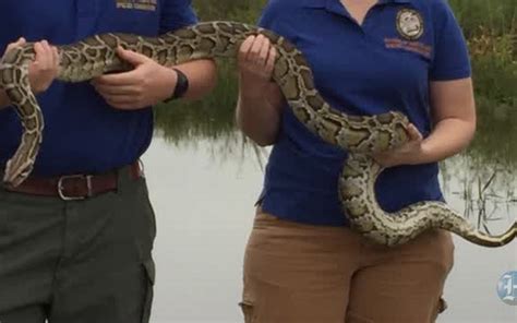 Image result for Catching Python's in Florida