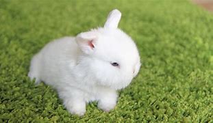 Image result for Cute Little Bunny