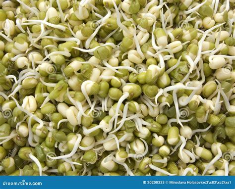 Green mung beans sprouts stock image. Image of pile, vegetarian - 20200333
