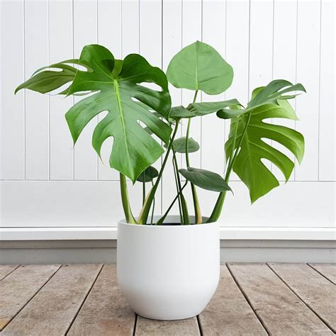 New Ideas Tropical House Plant Trees, Tropical Houses