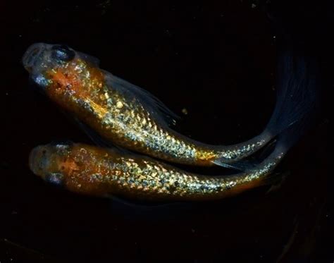 Japanese ricefish eggs20＋α new weapon aquarium Medaka tropical fish ...