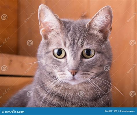 Closeup of a Blue Tabby Cat Stock Image - Image of background, cute ...