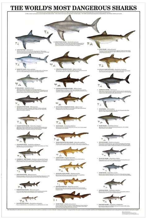 Are Sharks Actually Dangerous Or Should We Worry Less