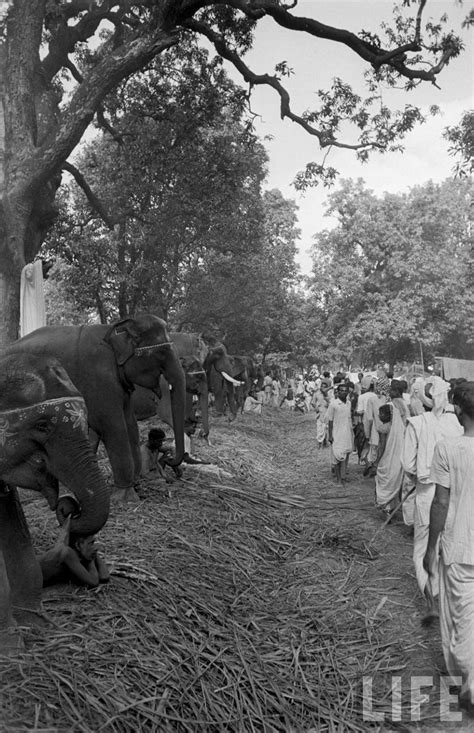Elephants in Sonepur Cattle Fair in Bihar 1952 - Part 3 - Old Indian Photos