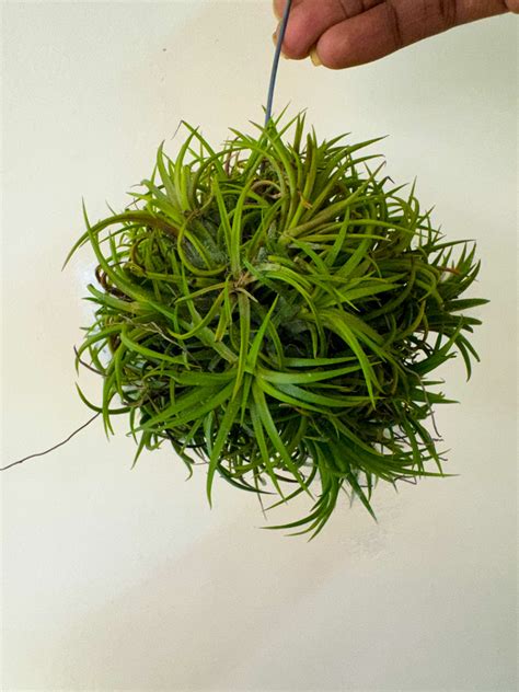 Air Plant Ionantha Fuego Ball – Krishna’s Dream World