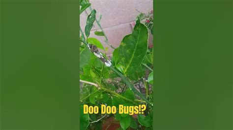 Doo Doo Bugs 😠💩💩 Does this Caterpillar turn into a butterfly? #birdpoop ...
