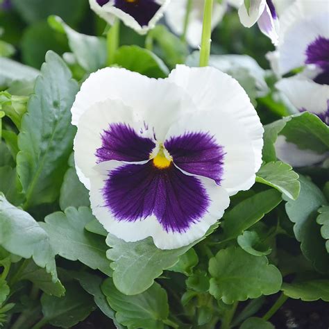 Pansy Violet Seeds Hardy Edible from Seed Perennial India | Ubuy