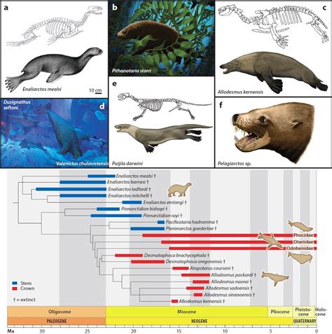 Species New to Science: [PaleoMammalogy • 2018] The Origin and Evolutionary Biology of Pinnipeds ...