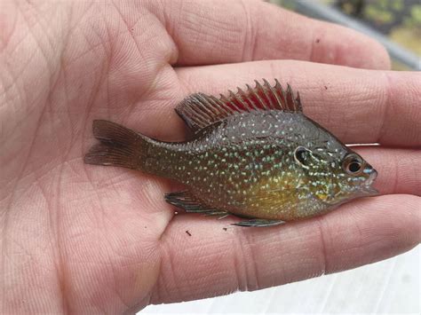 Image result for Native Fish Tank