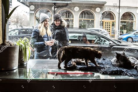 Java Whiskers Logo 的图像结果