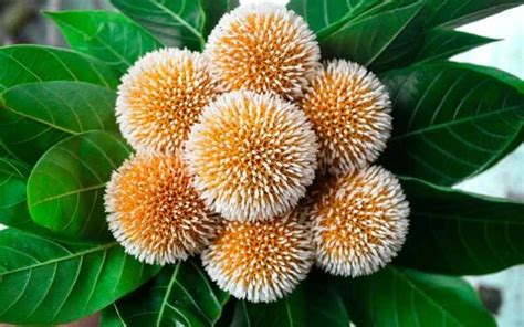 Kadamba Tree – Santhi Online Plants