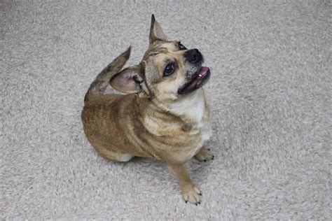 Adoptable Animals on Website | Beverly Animal Shelter