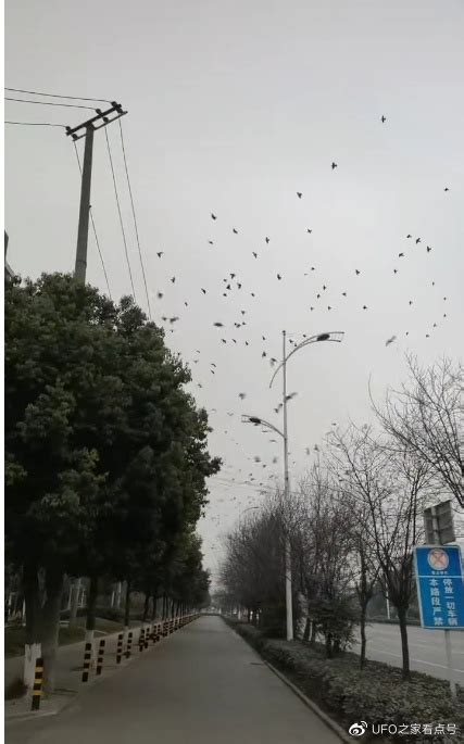 广西地震局回应大量鸟群盘旋：不属于地震前兆异常_防城港市_异常现象_气温