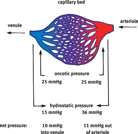 Image of capillary bed showing oncotic pressure remains constant while ...