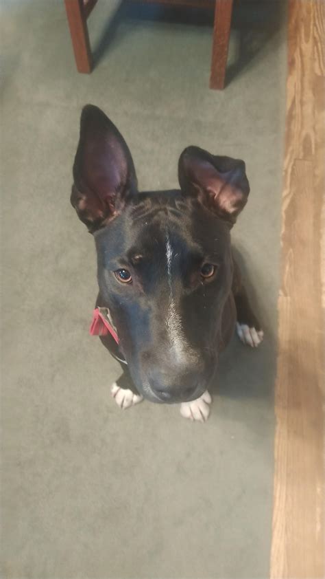 English Bull Terrier Pitbull Mix