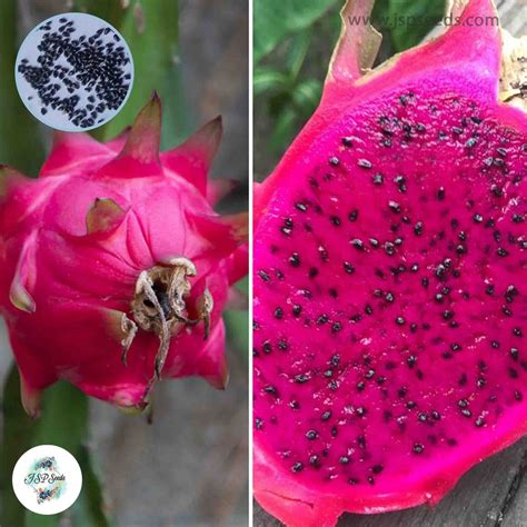 50 Red Dragon Fruit Seeds Pitaya Pitahaya Hylocereus Undatus Cactus Se ...