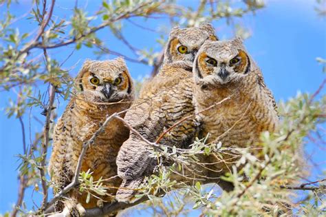Why Is a Group of Owls Called a Parliament? (Complete Guide)