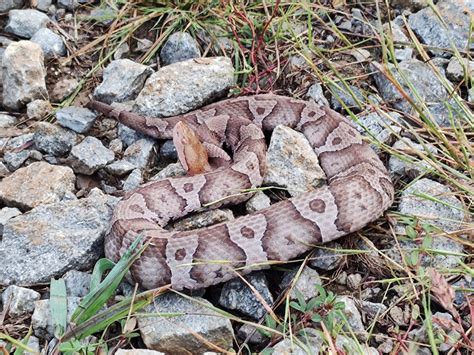 5 Amazing Kentucky Snake Species Found at Fort Knox