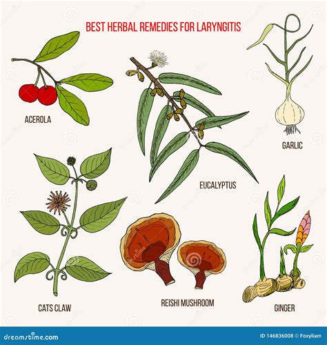 Best Herbal Remedies For Canker Sores Cartoon Vector | CartoonDealer.com #88809939
