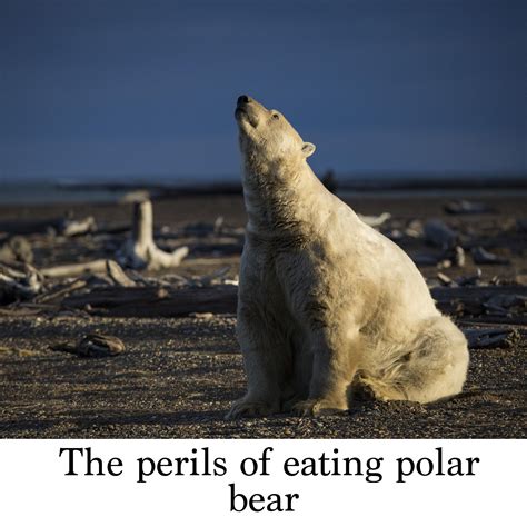 What Do Polar Bears Not Eat at Jeffery Thompson blog