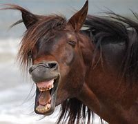 Image result for HORSE