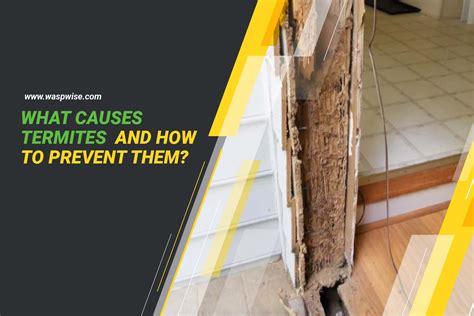 What Causes Termites? From Moisture to Wood Decay