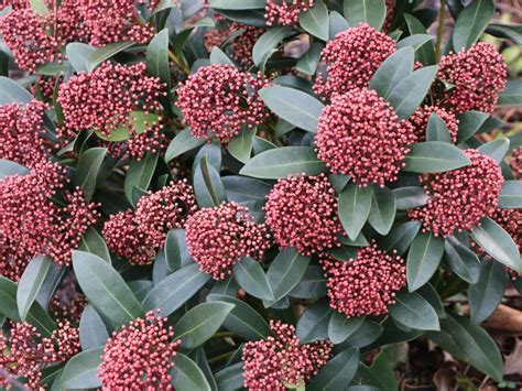 Bildergebnis für rubella strauch