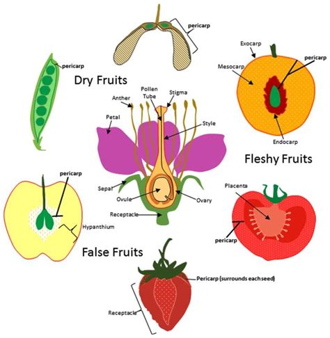 fruit formation diagram
