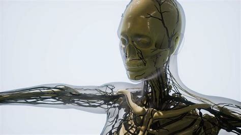 Animated Human Body 的图像结果