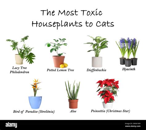 List Of Poisonous House Plants For Cats at Victoria Gregory blog