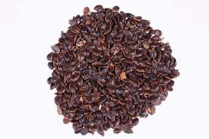 Bamboo Tree Seeds Manufacturer, Supplier from Hojai