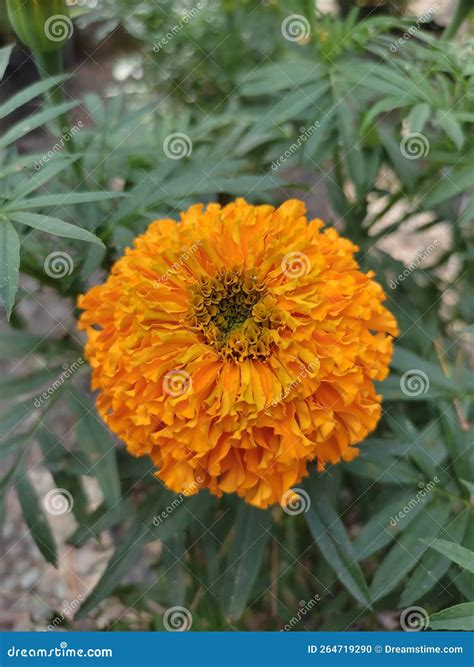 Marigold is a Genus of Annual or Perennial, Mostly Herbaceous Plants in ...