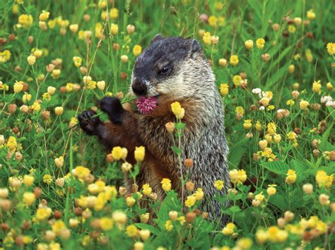 Groundhog Eating