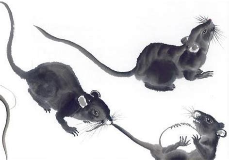 鼠鼠的人最全出生月，「是六親無助還是衣食無憂」，你敢看嗎 - 每日頭條